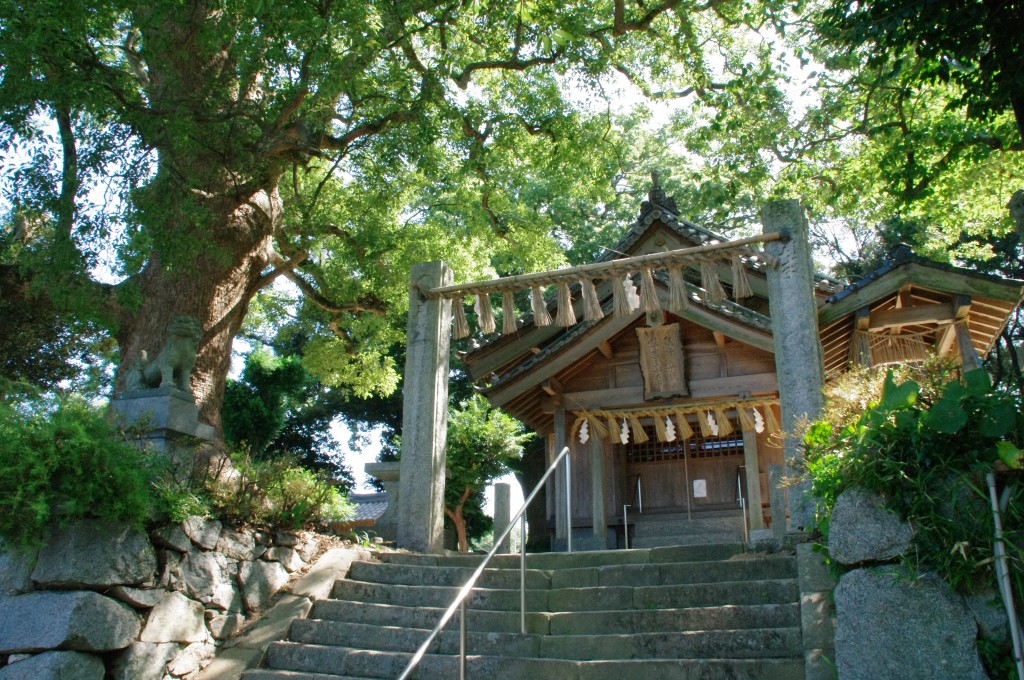 六所神社の大樟