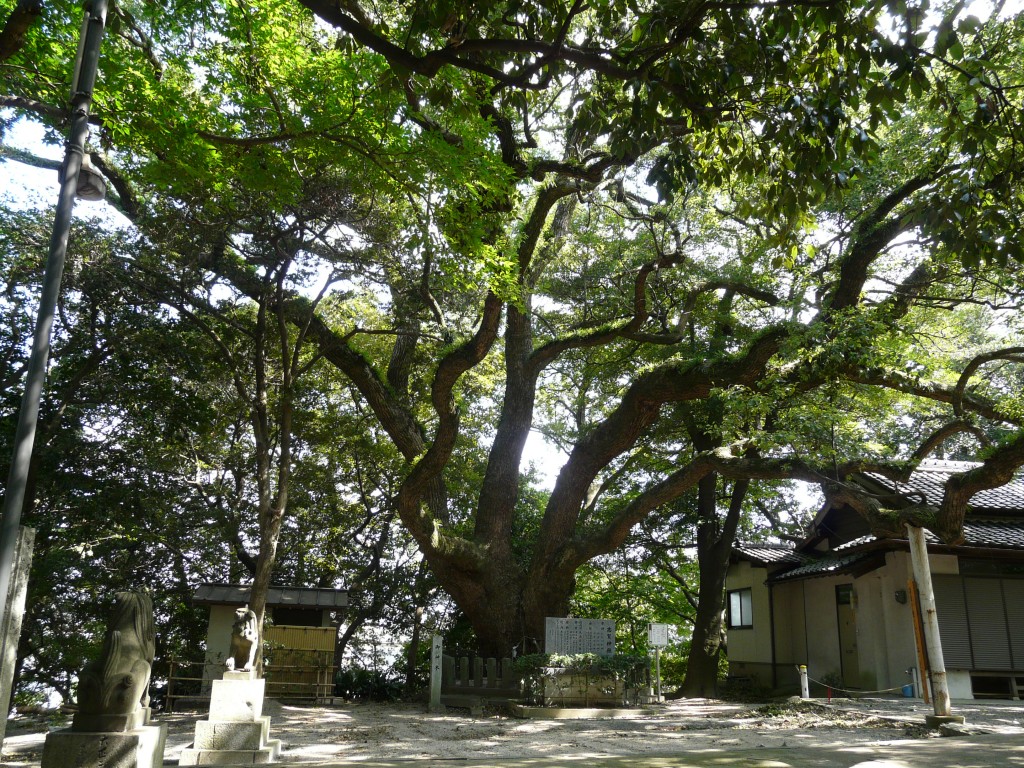 志賀神社のクスの連理木