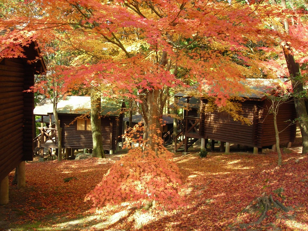 一本松公園（昭和の森）