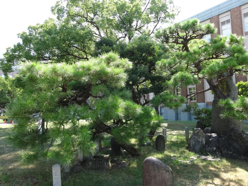 利休釜掛の松