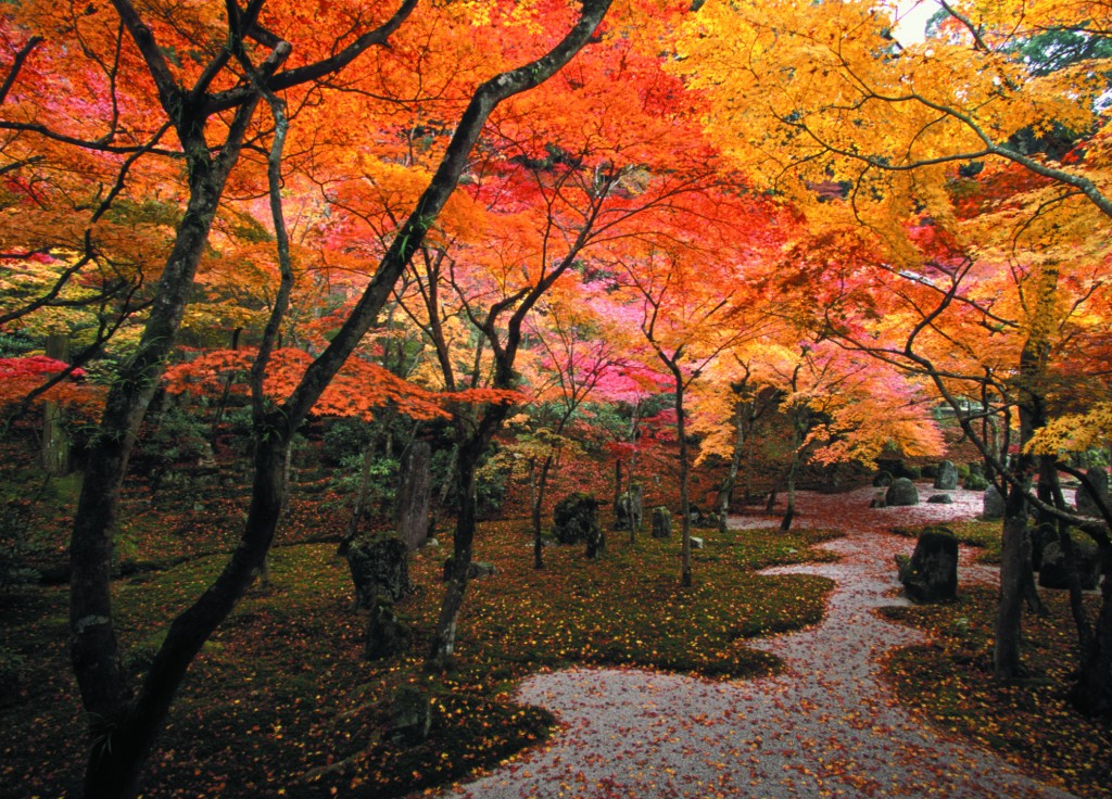 光明禅寺