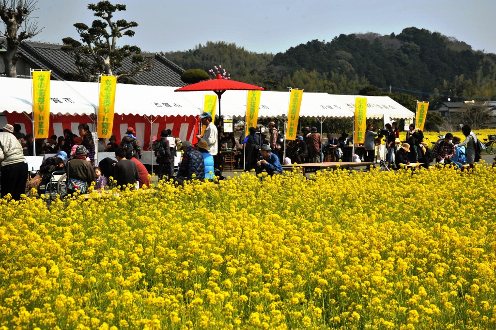 筵内のなの花の道